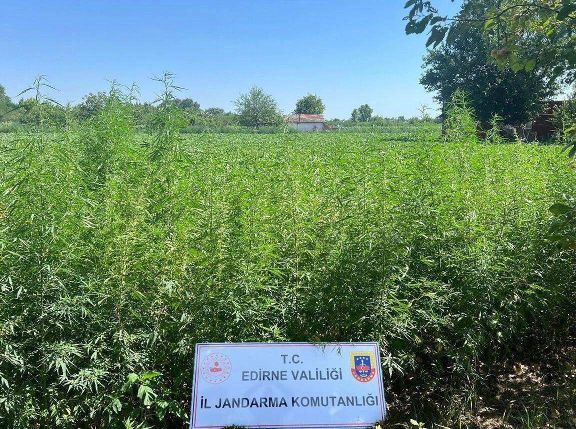 Edirne’de tarlada 6 bin kök Hint keneviri ele geçirildi Edirne’de tarlada 6 bin kök Hint keneviri ele geçirildi