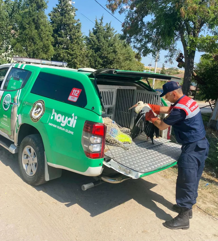 Edirne’de yaralı leylek tedavisinin ardından doğaya bırakıldı