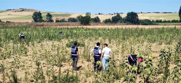 Kırklareli’de 2 milyon 161 bin kök Hint keneviri ele geçirildi