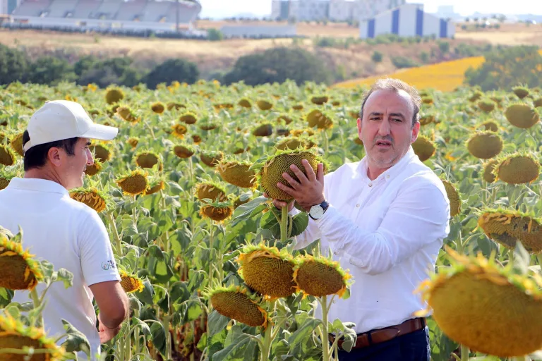 ‘Kuraklığa Dayanıklı Yerli ve Milli Ayçiçeği Tohumu 300 Bin Dekara Ekildi’