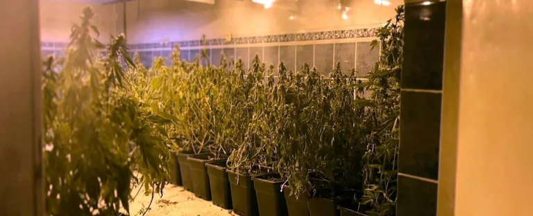 Tekirdağ’da iş yerinde bin 973 kök skunk ve 16 kilo esrar ele geçirildi