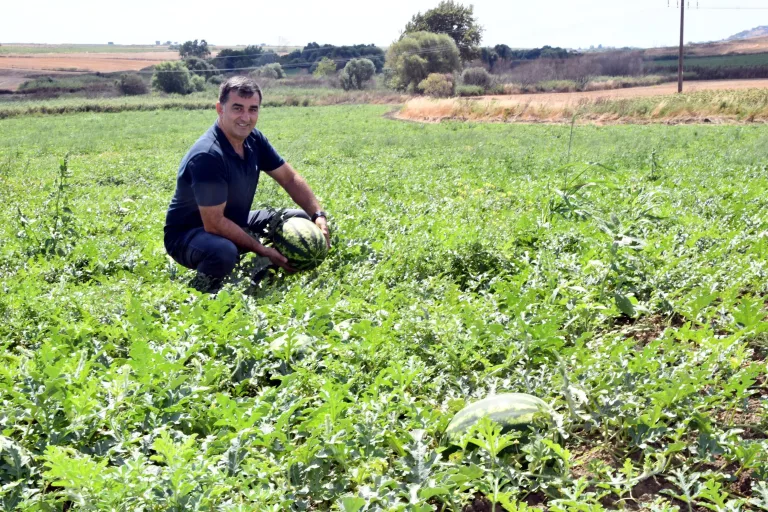 Tekirdağ’da karpuzda ‘kırmızı örümcek’ zararı