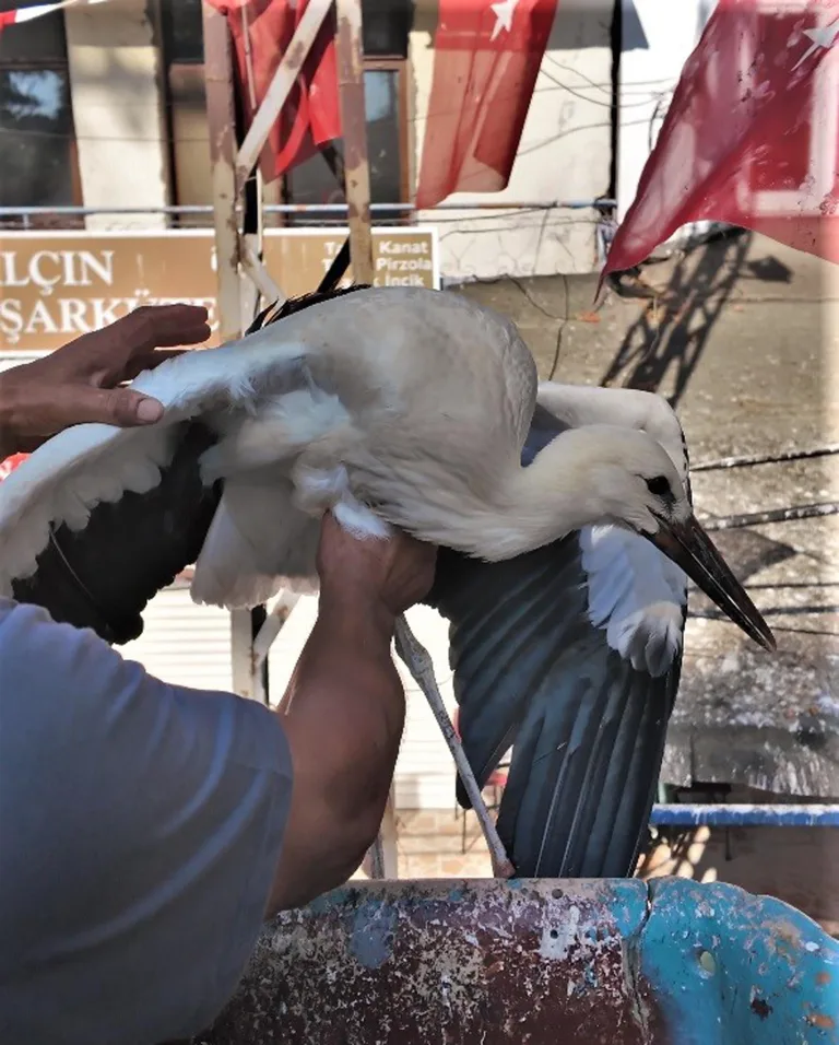 Yuvadan düşen leylek yavrusu belediye ekiplerince yerine konuldu
