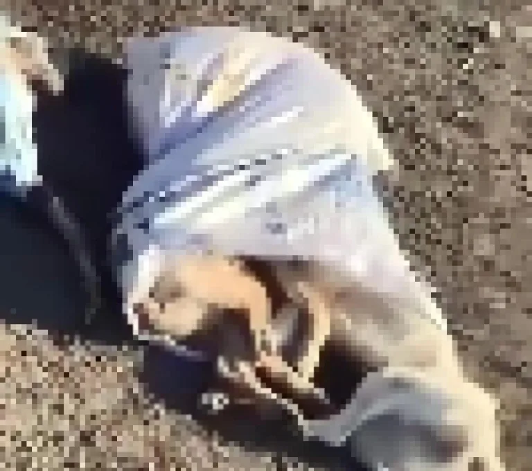Çöplükte 15 Köpek Ölü Bulundu