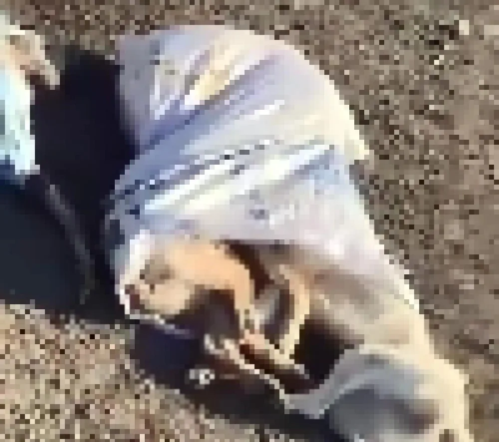 Çöplükte 15 Köpek Ölü Bulundu Çöplükte 15 Köpek Ölü Bulundu