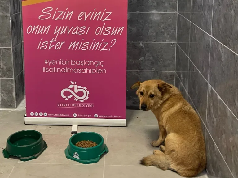 Sevimli Dostlarımız Yeni Bir Başlangıç İçin Sizi Bekliyor!
