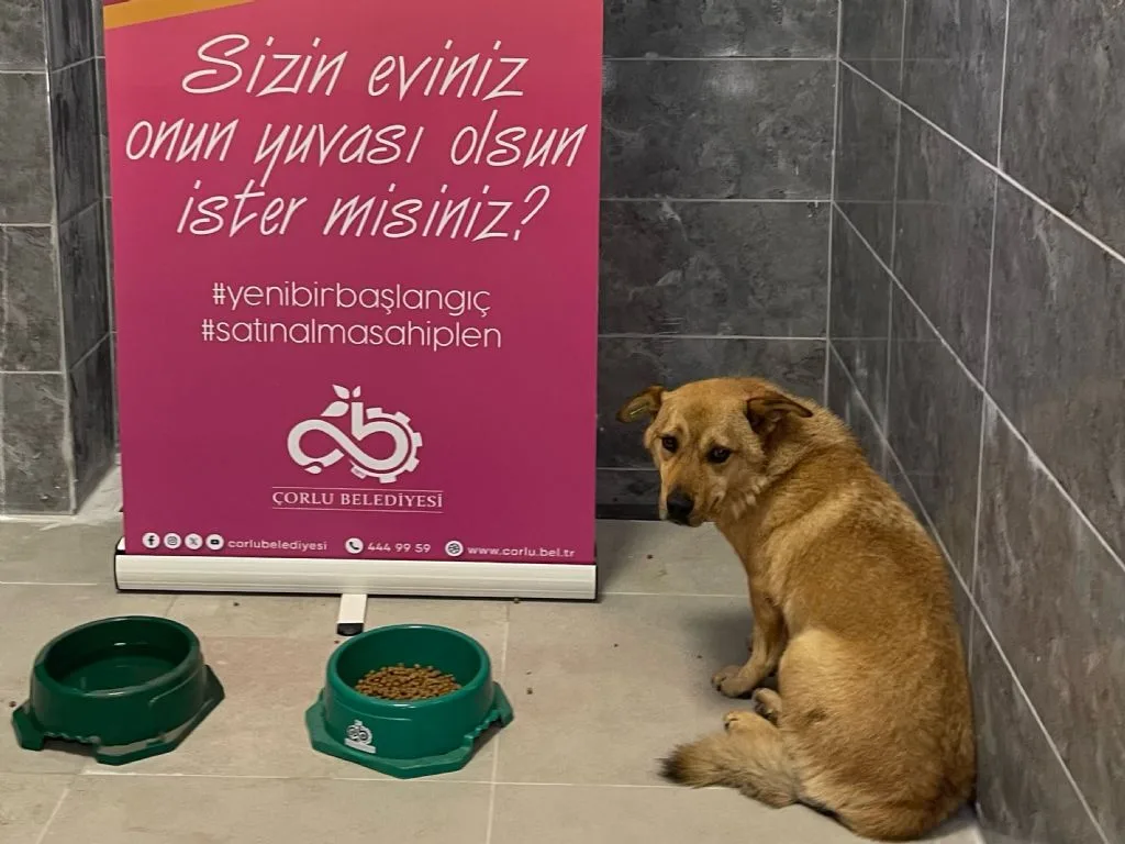 Sevimli Dostlarımız Yeni Bir Başlangıç İçin Sizi Bekliyor! Sevimli Dostlarımız Yeni Bir Başlangıç İçin Sizi Bekliyor!