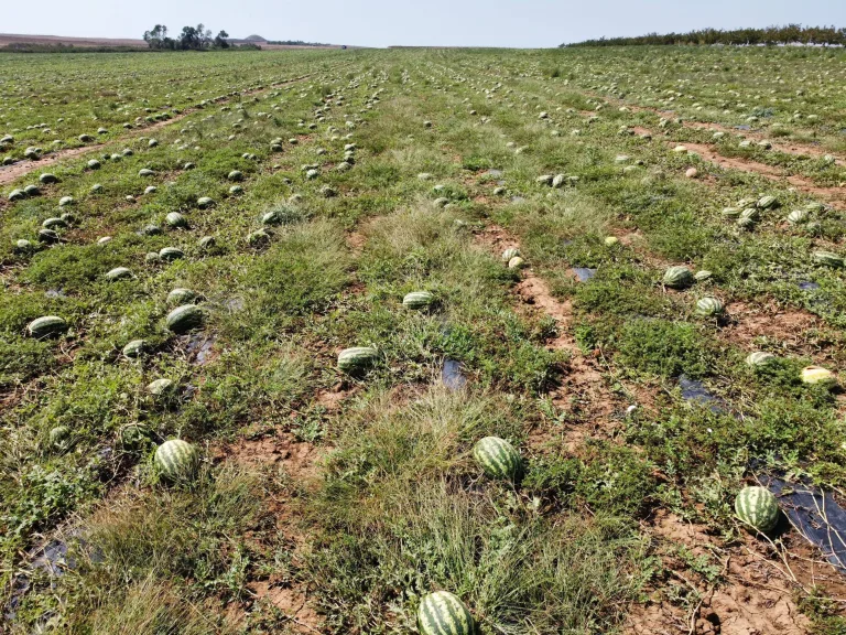 Dolunun Zarar Verdiği 700 Dönüm Karpuz Tarlada Kaldı; Toplama Maliyetli, Nakliye Pahalı