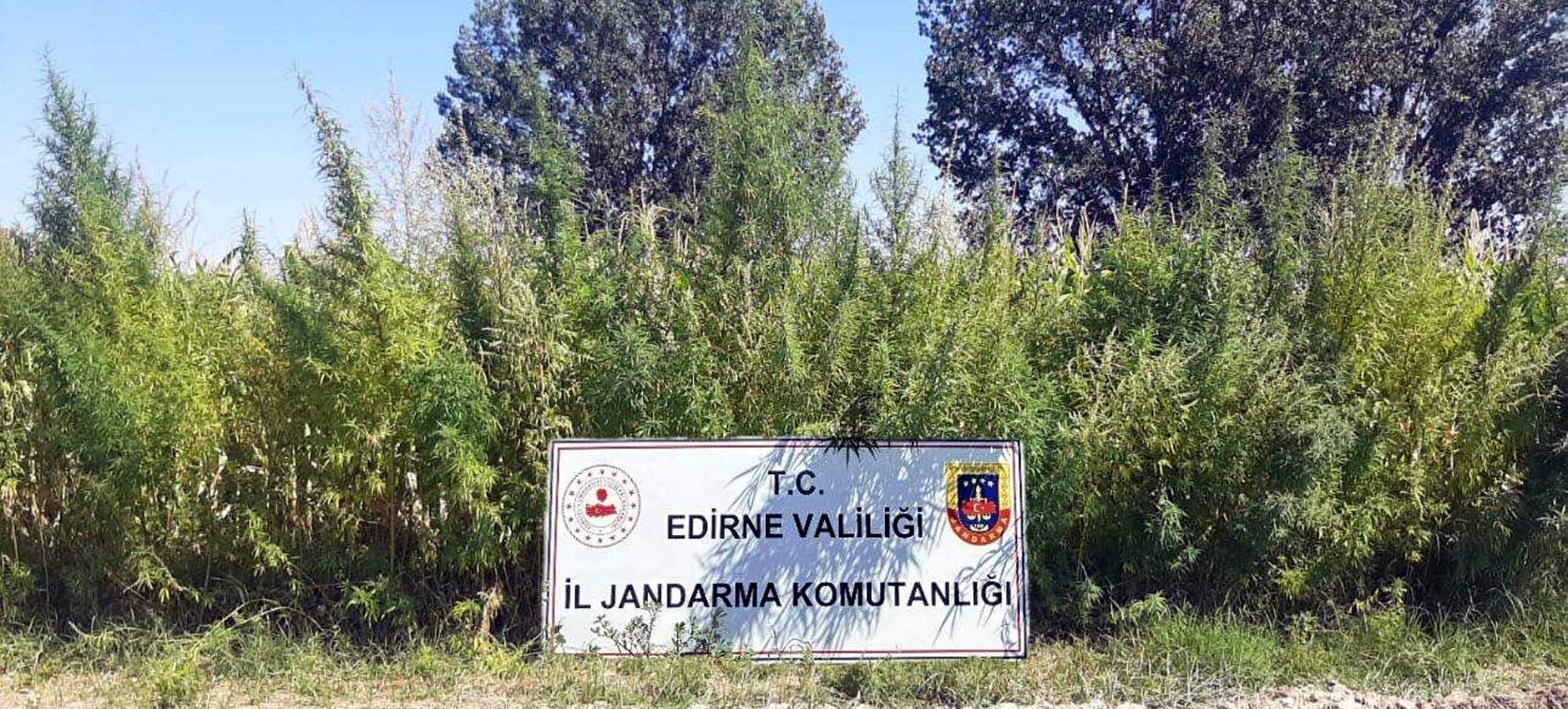 Edirne’de 159 bin kök Hint keneviri ele geçirildi Edirne’de 159 bin kök Hint keneviri ele geçirildi