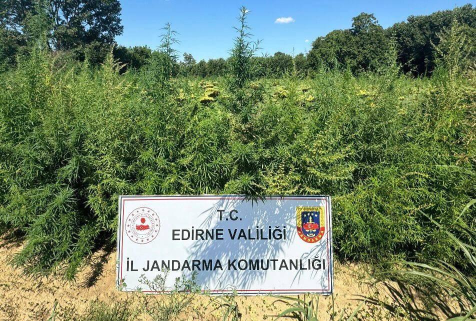 Edirne’de 2 tarlada 49 bin 500 bin kök Hint keneviri ele geçirildi Edirne’de 2 tarlada 49 bin 500 bin kök Hint keneviri ele geçirildi