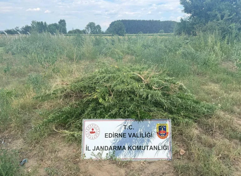 Edirne’de 3 bin kök Hint keneviri ele geçirildi