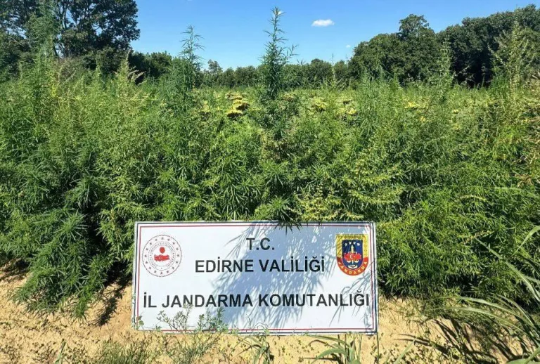 Edirne’de 49 bin 500 kök Hint keneviri ele geçirildi