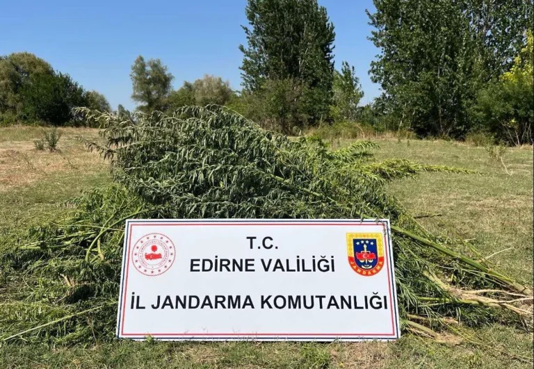 Edirne’de 700 kök Hint keneviri ele geçirildi