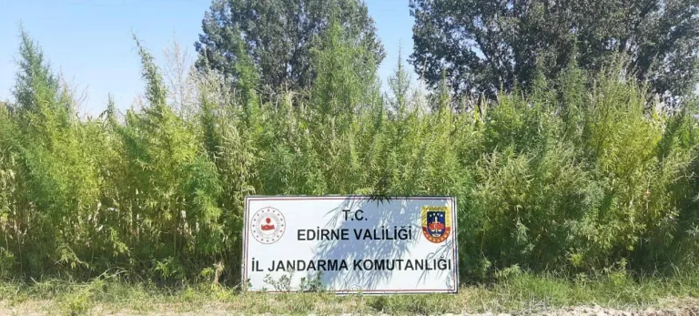 Edirne’de tarlada 159 bin kök Hint keneviri ele geçirildi