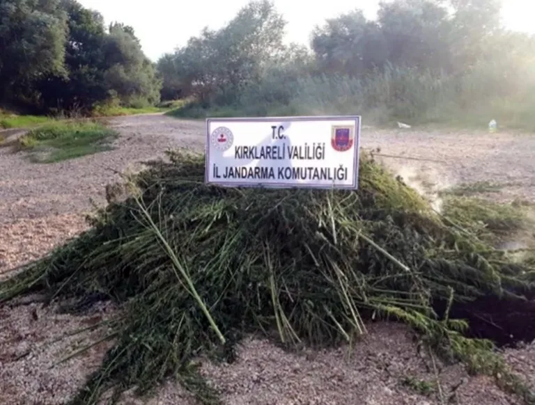 Kırklareli’de 1 milyon 250 bin kök Hint keneviri ele geçirildi