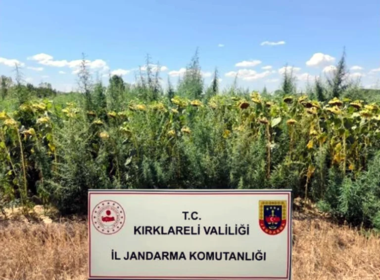 Kırklareli’de 575 bin kök Hint keneviri ele geçirildi