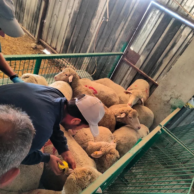 Kırklareli’ye kaçak getirilen 113 küçükbaş hayvan yakalandı