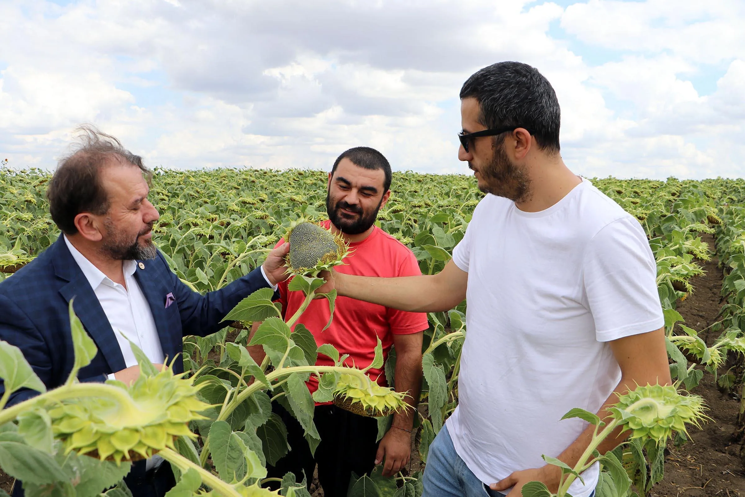 ‘Kuraklığa dayanıklı yerli ve milli ayçiçeği tohumuna Rusya’dan yoğun talep geliyor’ ‘Kuraklığa dayanıklı yerli ve milli ayçiçeği tohumuna Rusya’dan yoğun talep geliyor’
