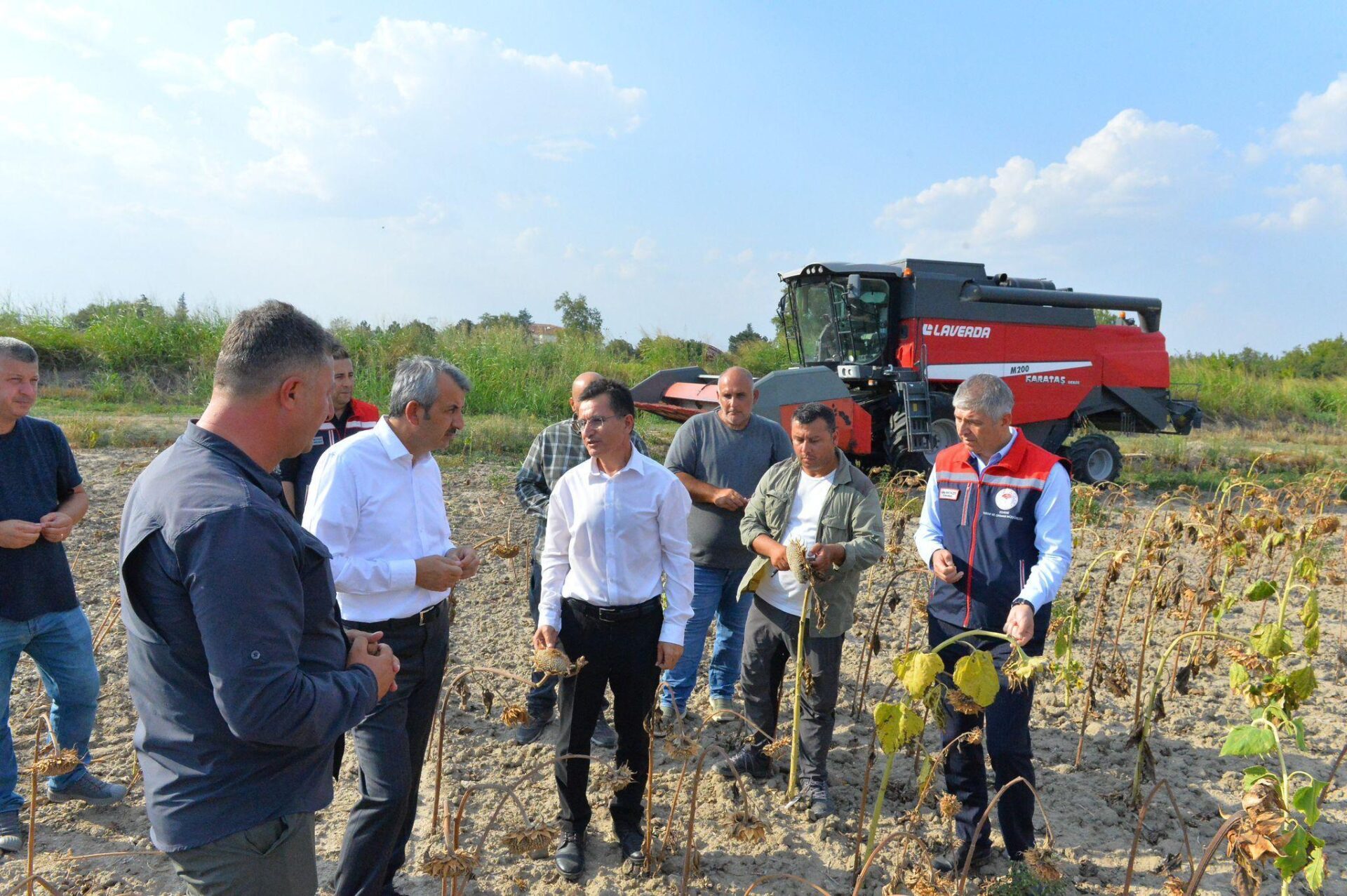 Edirne’de çerezlik ayçiçeğinin hasadı yapıldı Edirne’de çerezlik ayçiçeğinin hasadı yapıldı