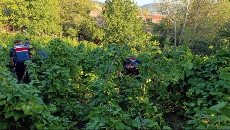 Kırklareli’de 1 milyon 896 bin 550 kök kenevir ele geçirildi