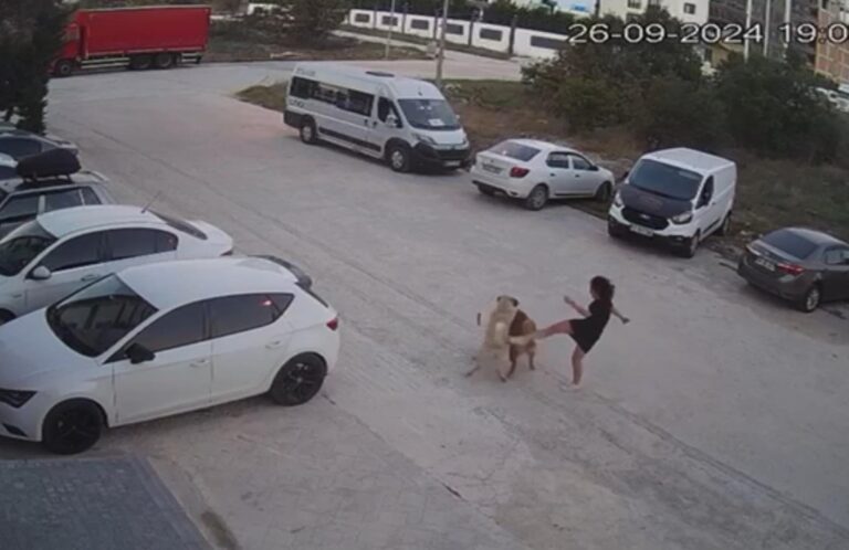 Sokak Köpeğinin Saldırısına Uğrayan Köpeğini Kurtardı; O Anlar Kamerada