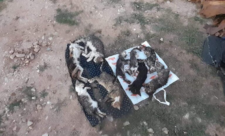 Kırklareli’nde barınakta 17 kedi ve köpek öldü; adli, idari soruşturma başlatıldı