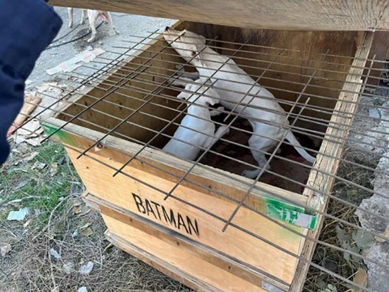 Kırklareli’de 6 yasaklı ırk köpek besleyen kişiye 314 bin lira para cezası