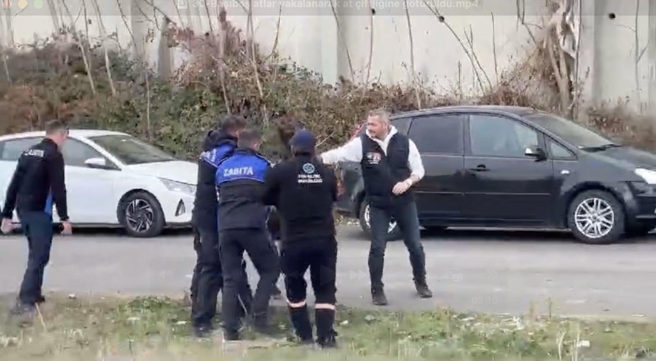 Tekirdağ’da başıboş atlar toplandı Tekirdağ’da başıboş atlar toplandı