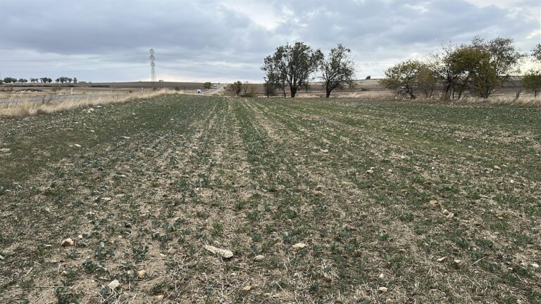 Trakya’nın ‘sarı altın çiçeği’ kanolayı kuraklık vurdu