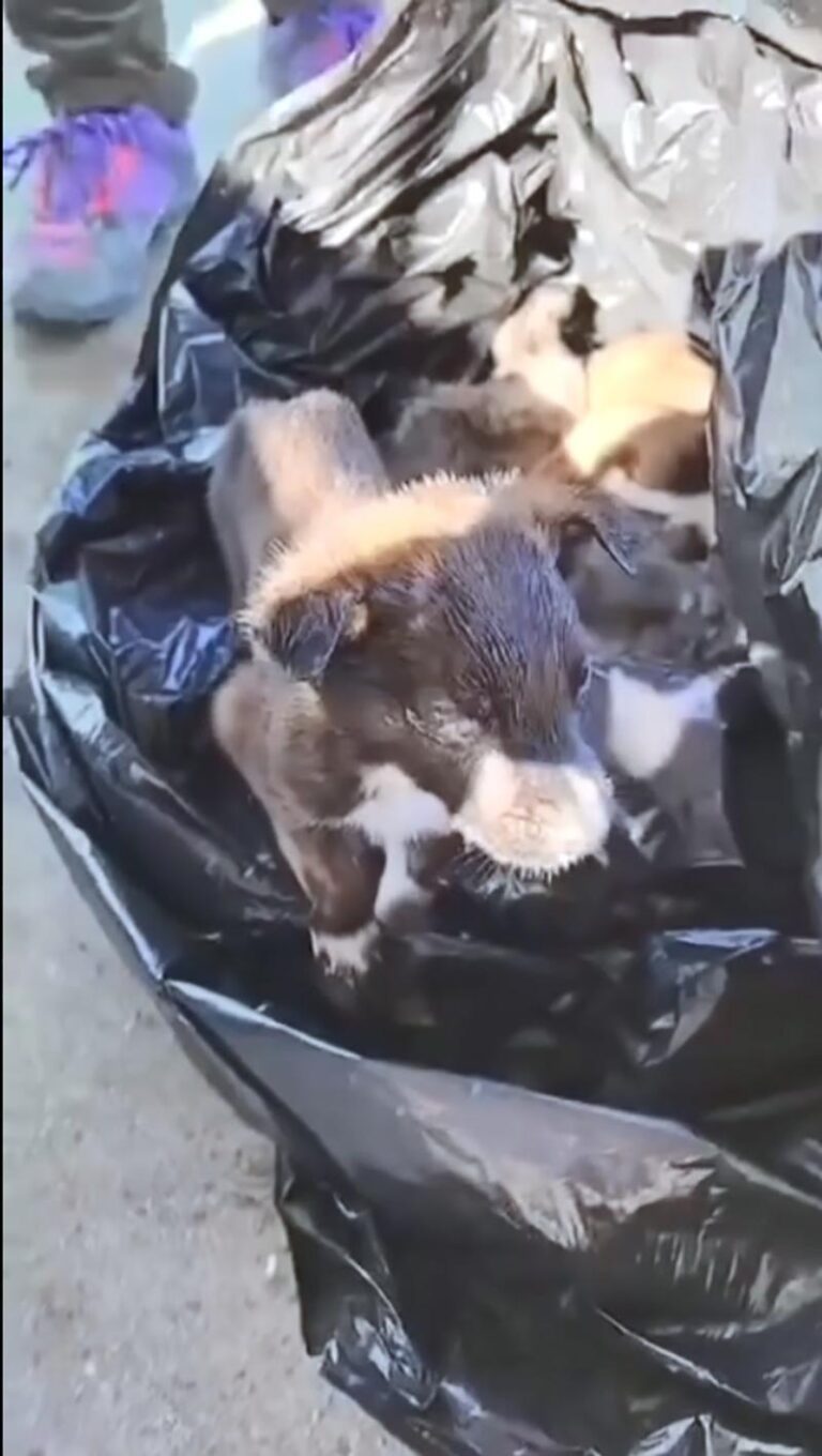 Yavru Köpekler Poşet İçinde Çöpe Atıldı; 2 Gözaltı
