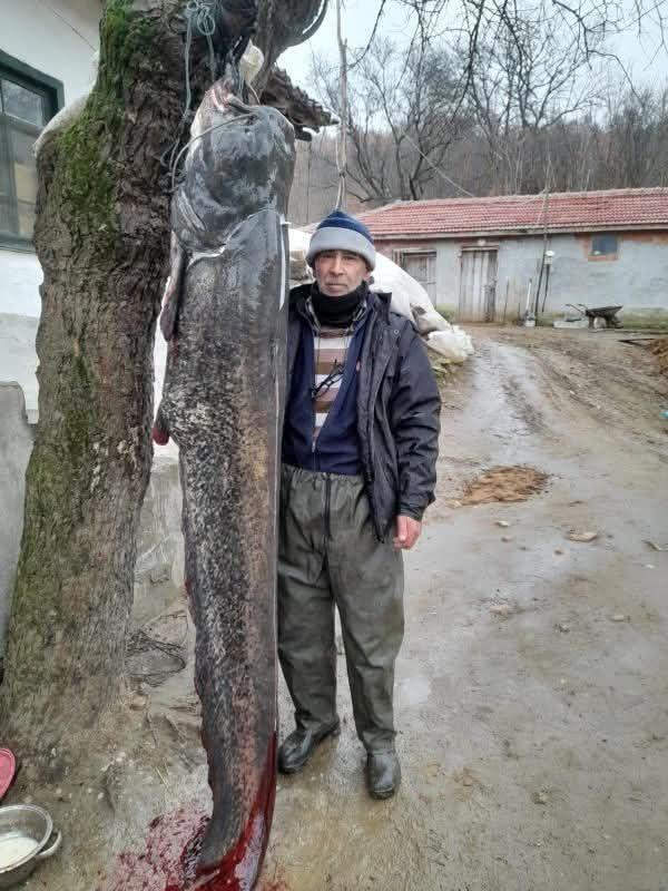 Meriç Nehri’nde 2.5 metre boyunda ‘yayın balığı’ yakaladı
