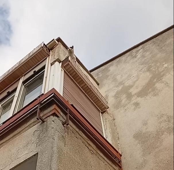 Panjurun üzerinde mahsur kalan kediyi itfaiye kurtardı
