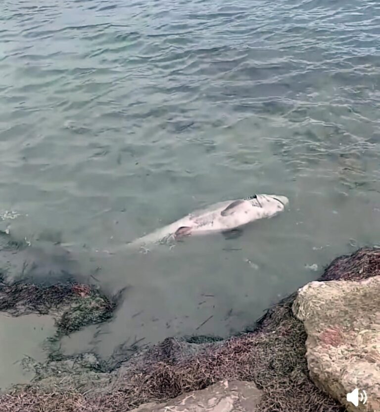 Şarköy’de Ölü Köpek Balığı Kıyıya Vurdu