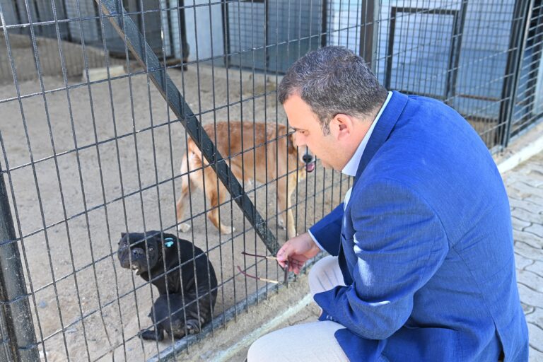 Süleymanpaşa Belediyesinden Sokak Kedilerine Şefkat Eli