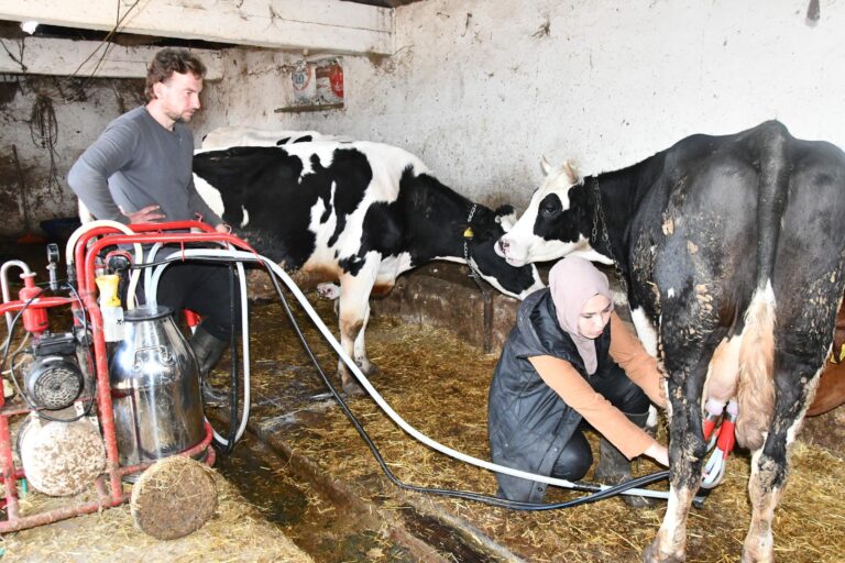 Köye yerleşen Gülizar devlet desteğiyle çiftlik kurdu; inek sayısı 12’ye çıktı, yumurta ve bal da üretiyor