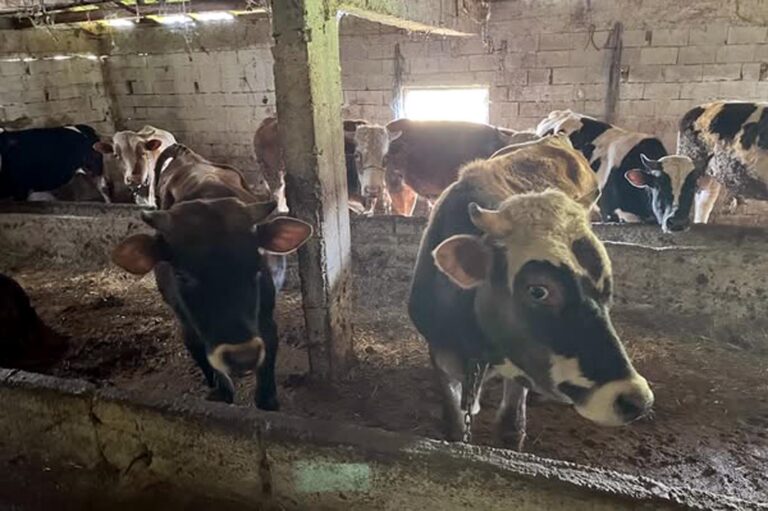 Kırklareli’ye kaçak hayvan getiren kişiye 109 bin lira ceza