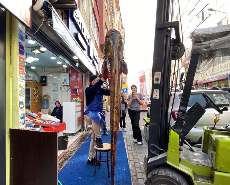Meriç Nehri’nde yakalanan 3 metrelik yayın, kilosu 450 liradan satışta | Çorlu’da Haber