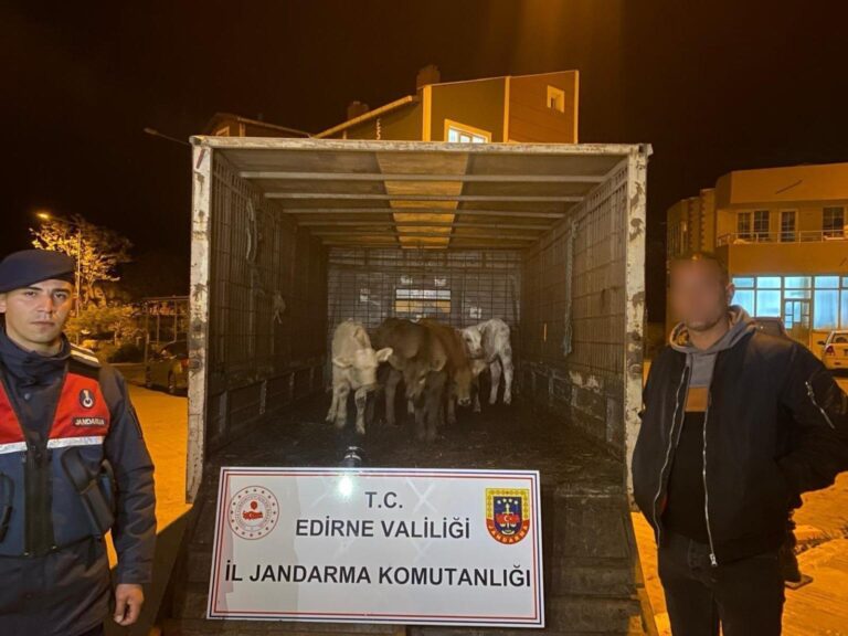 Edirne’de çalınan 6 koyunu jandarma dron yardımıyla buldu; 2 gözaltı
