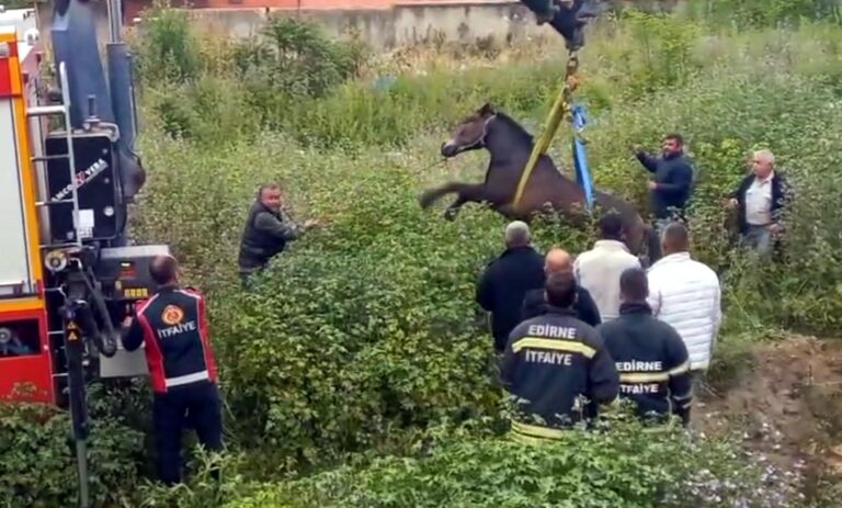 Edirne’de çukura düşen at, vinçle kurtarıldı