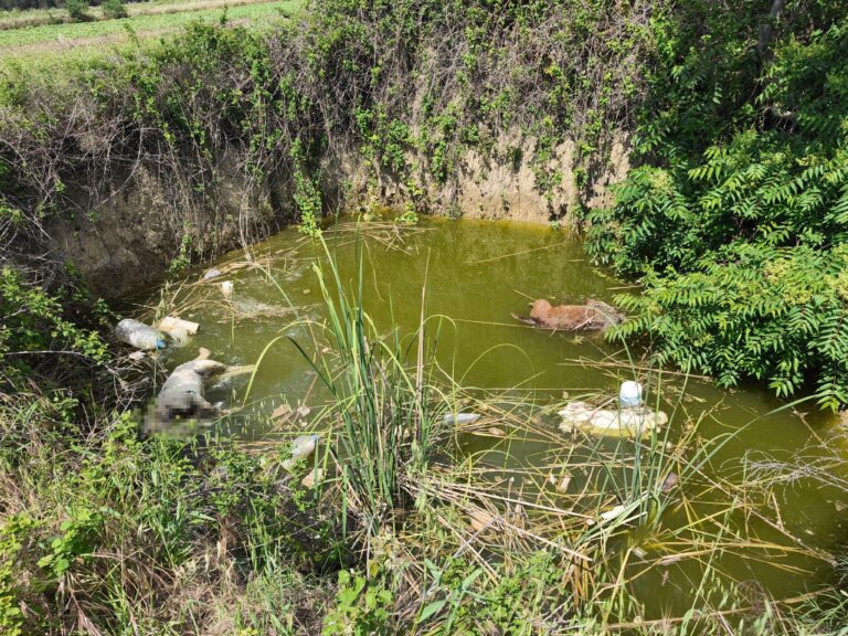 Edirne’de su dolu çukurda başsız 3 köpek ölüsü bulundu