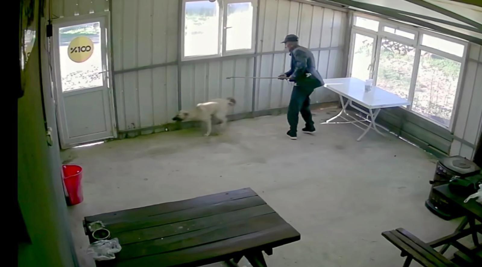Köy kahvesinde bakılan köpeği bastonuyla darbetti; o anlar kamerada Köy kahvesinde bakılan köpeği bastonuyla darbetti; o anlar kamerada