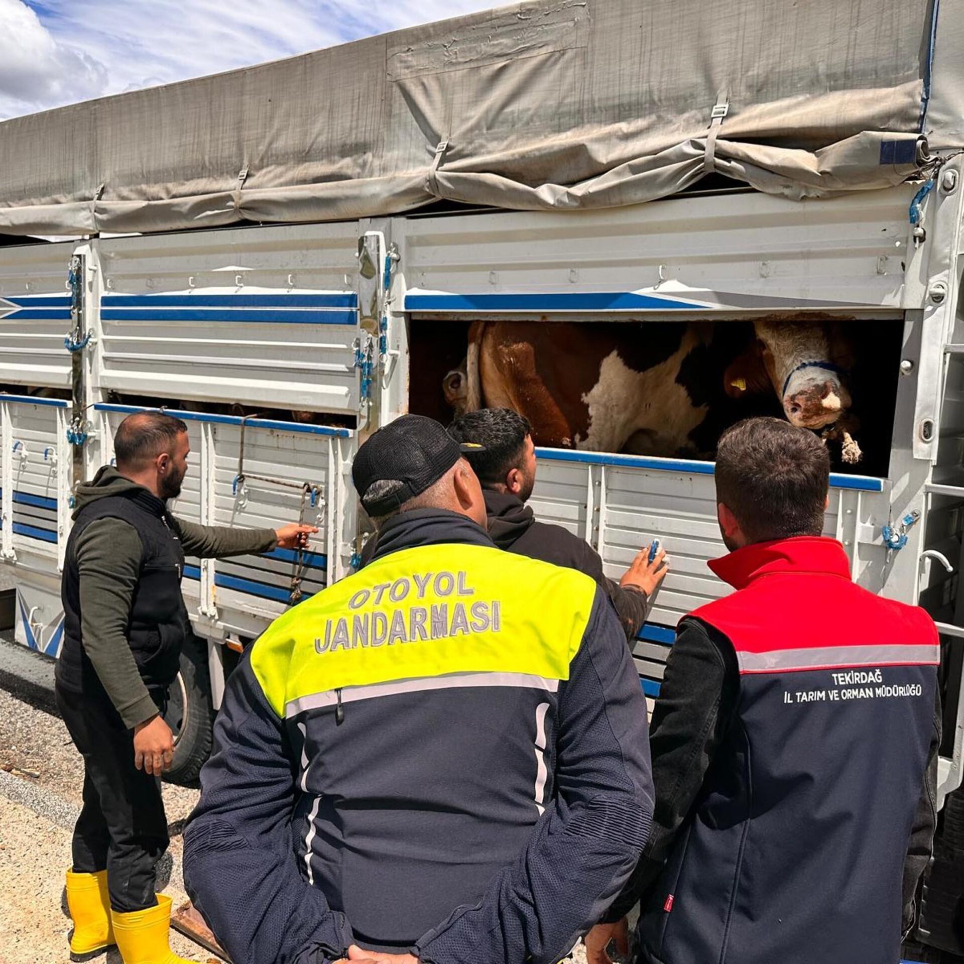 Tekirdağ’a kaçak hayvan getiren besiciye 105 bin lira ceza | Çorlu’da Haber Tekirdağ’a kaçak hayvan getiren besiciye 105 bin lira ceza | Çorlu’da Haber