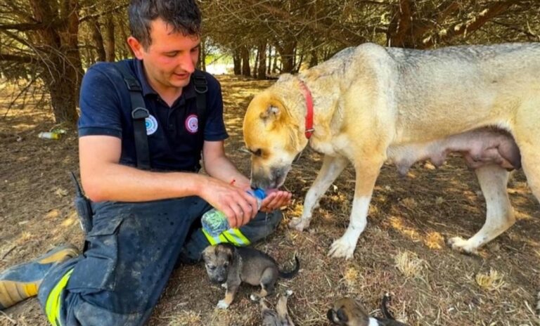 İyiliğin Resmi: Yangından Kurtulan Anne Köpeğe İtfaiyeci Şefkati