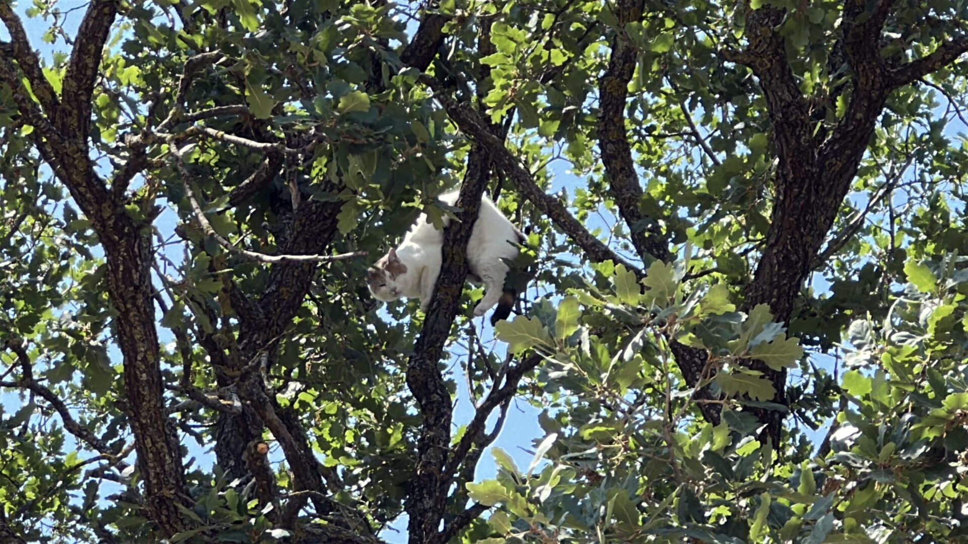 Ağaçta mahsur kalan kedi için vali devreye girdi; 18 saat sonra kurtarıldı Ağaçta mahsur kalan kedi için vali devreye girdi; 18 saat sonra kurtarıldı