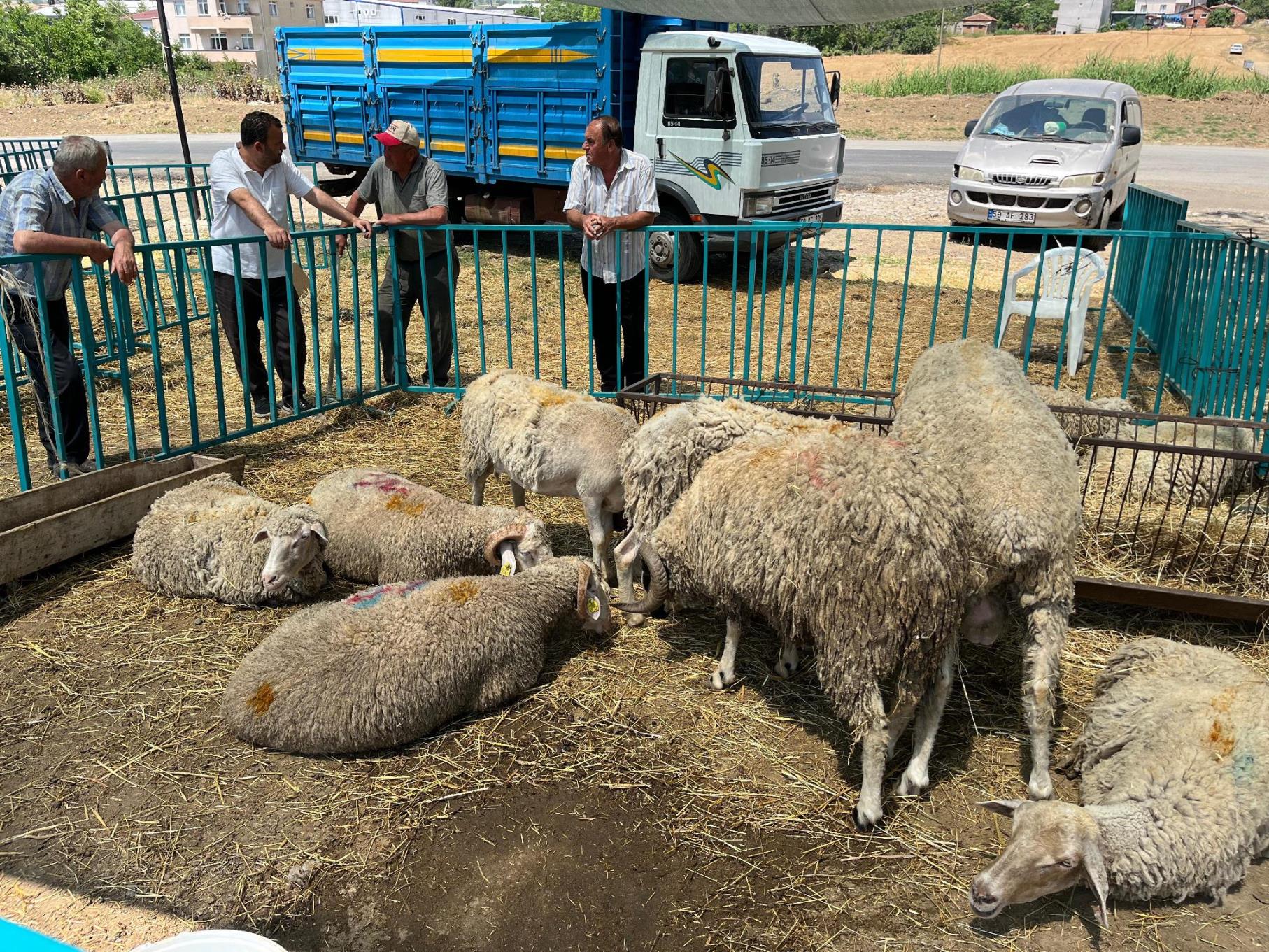 Başkan Nallar Kurbanlık Satış Alanını Ziyaret Etti Başkan Nallar Kurbanlık Satış Alanını Ziyaret Etti
