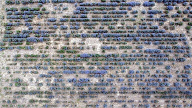 Edirne’de ‘Lavanta Tarla Günleri’ başladı