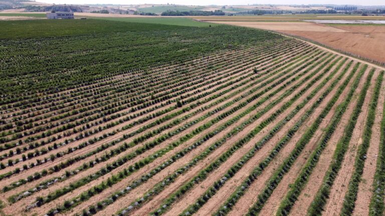 Edirne’de yaban mersini hasadı, don nedeniyle verim kaybıyla başladı