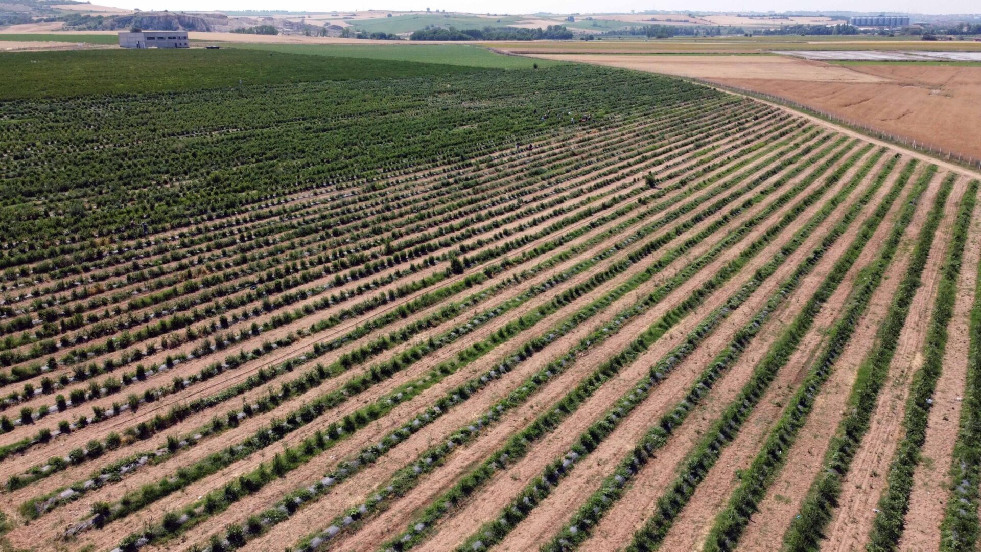 Edirne’de yaban mersini hasadı, don nedeniyle verim kaybıyla başladı Edirne’de yaban mersini hasadı, don nedeniyle verim kaybıyla başladı