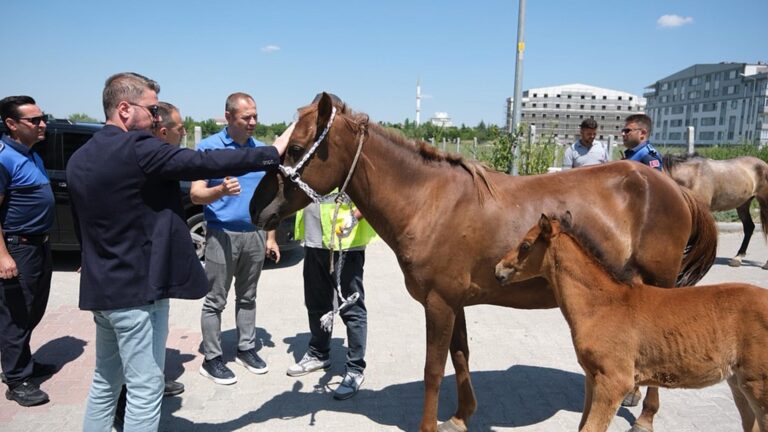Kırklareli’de başıboş dolaşan atlar toplanıyor