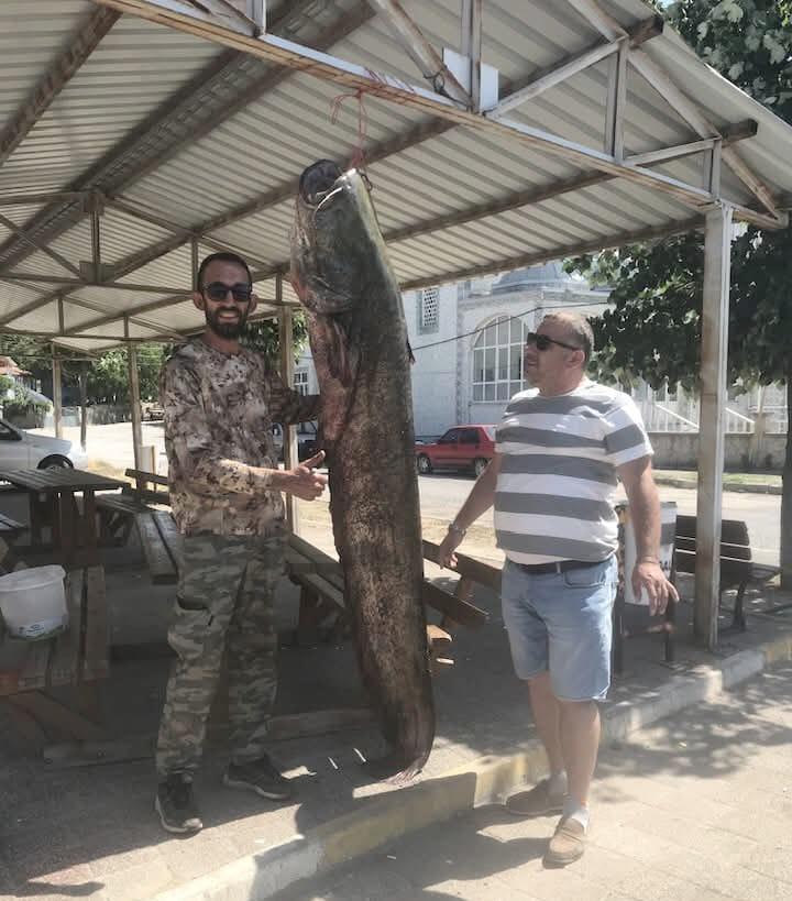 Meriç Nehri’nde 80 kilo ağırlığında yayın balığı yakaladı